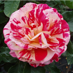 BRUSH STROKES (floribunda)